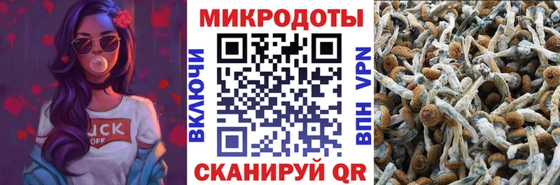 Галлюциногенные грибы Psilocybe Гудермес